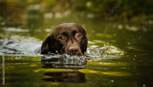 Chocolate Labrador Retriever dog outdoor portrait swimming in water