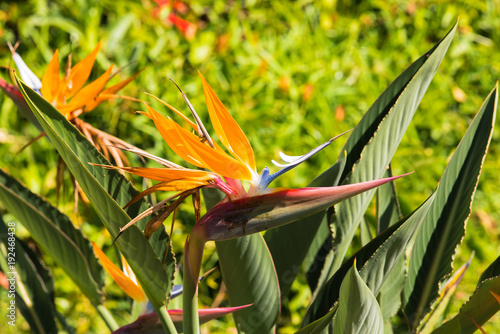 Oiseaux du paradis - Île de la Réunion