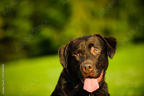Chocolate Labrador Retriever dog portrait against grass