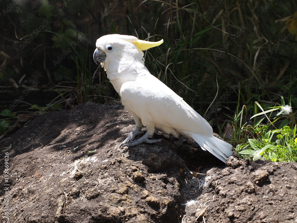 Fototapeta premium White Cockatoo