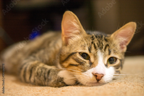 close up of cute sleeping cat, defocused, selective focus, blurred background