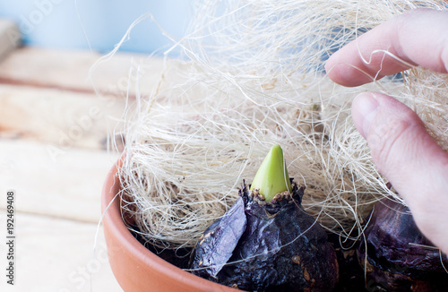 Forcing hyacinth bulbs