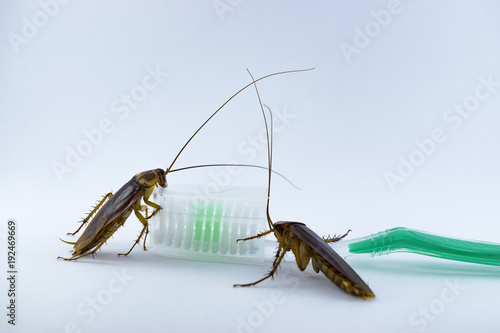 Cockroaches are on the toothbrush on a white background.