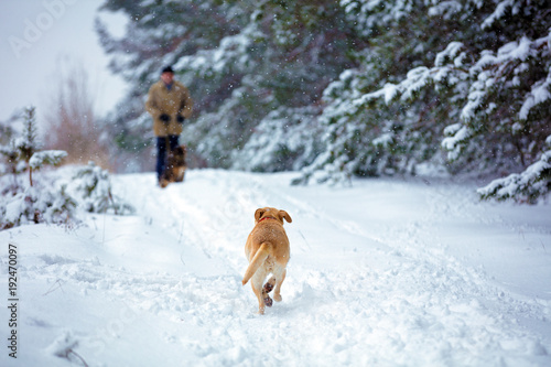 Labrador retriever dog runs along the snow-covered path along the forest to meet the owner