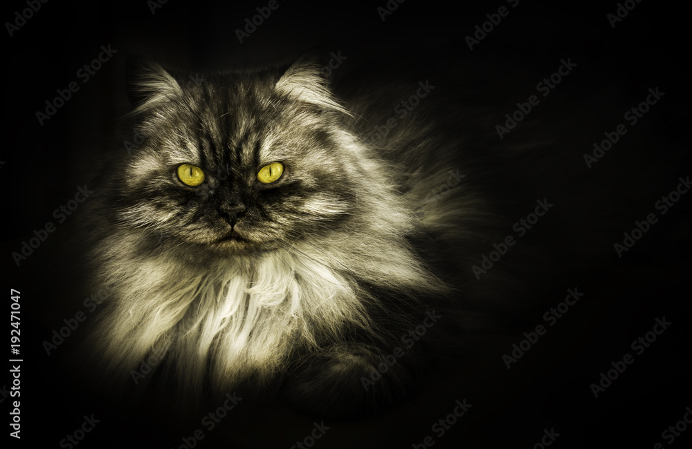 Persian cat on black background
