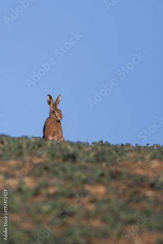 Single Brown Hare (Lepus europaeus) sitting on the skyline