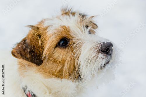 The most gay smiling dog in the world. Jack Russell Terrier, emotions and joy.