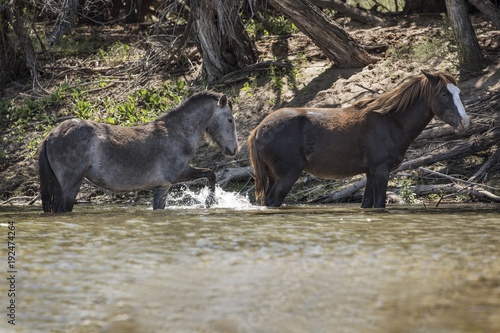 Wild Horses