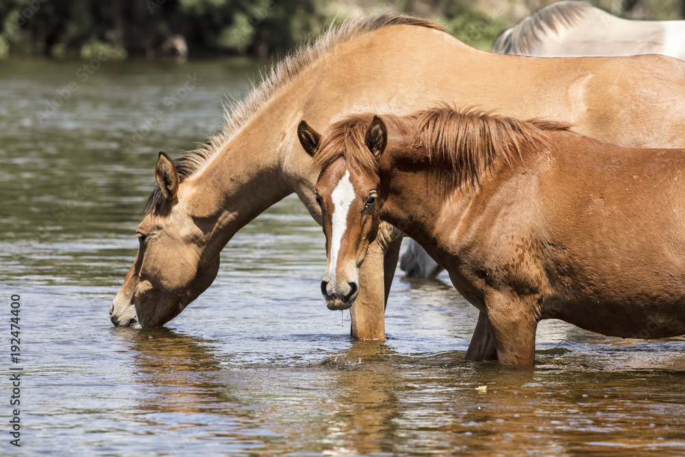 Fototapeta premium Wild Horses