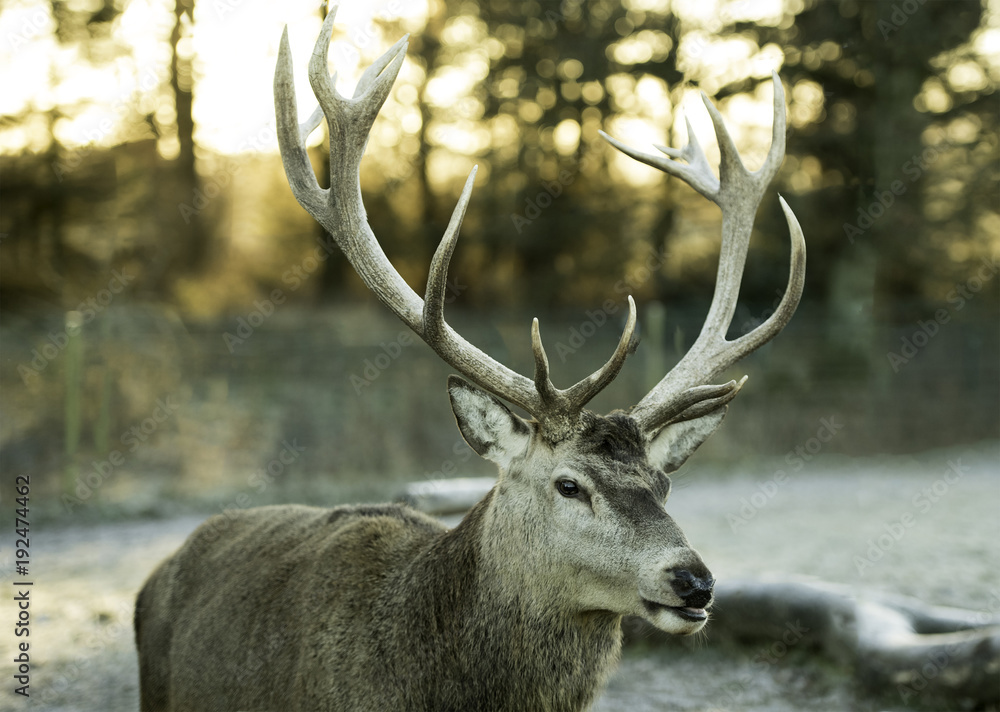 Naklejka premium Male stag with large antlers