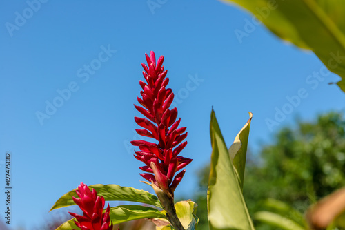 Alpinia ou gingembre rouge - Ile de la Réunion photo