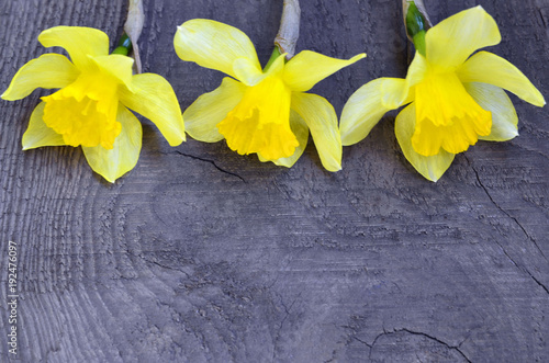 Fototapeta Naklejka Na Ścianę i Meble -  Yellow daffodils flowers on old wooden background with space for text.Spring Narcissus flowers border.Happy Woman's Day,Mother's Day or Springtime concept.
Selective focus.