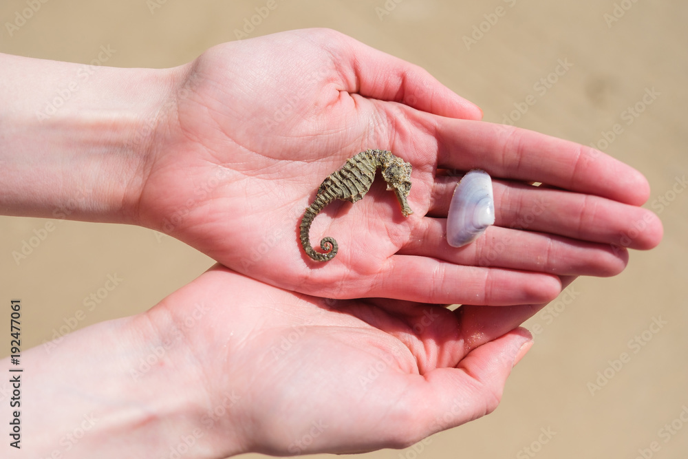 Dried seahorse and a shell in woman's hands in the sand background. Dried seahorse and a shell in woman's hands in the sand background.