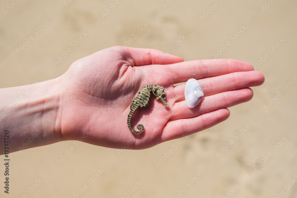 Dried seahorse and a shell in woman's hand in the sand background. Dried seahorse and a shell in woman's hand in the sand background.