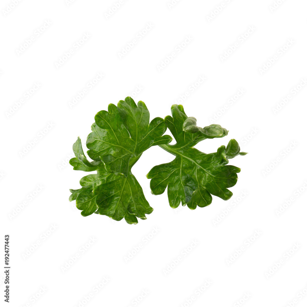 parsley fresh herb isolated on a white background
