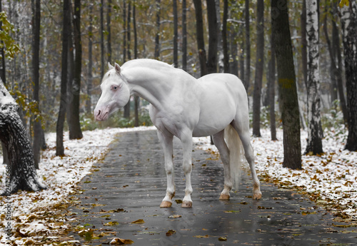 Portrait of a white horse of breed the Wales pony without bridle on path in the park in the autumn wood with new snow
