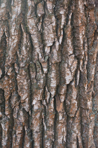 Fototapeta Naklejka Na Ścianę i Meble -  Black poplar bark texture with dry moss and lichen