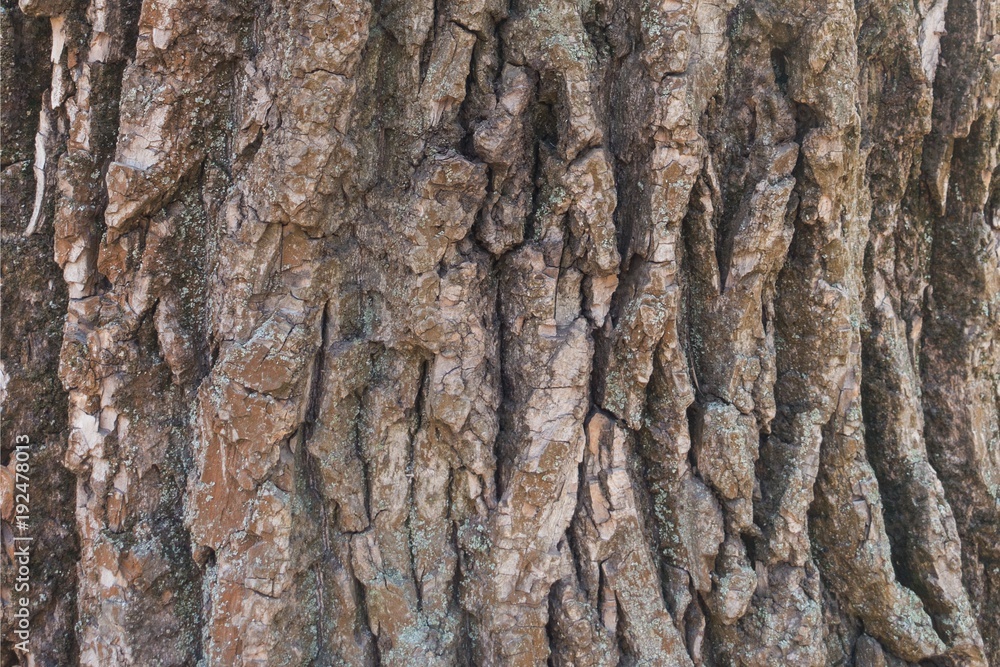 Texture of cottonwood (black poplar) tree bark Texture of cottonwood (black poplar) tree bark