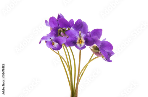 forest violet isolated