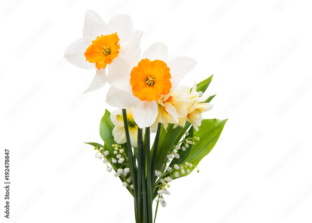daffodil isolated