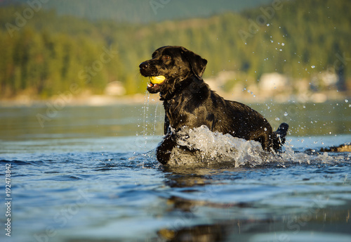 Black Labrador Retriever dog outdoor portrait in blue water with ball photo