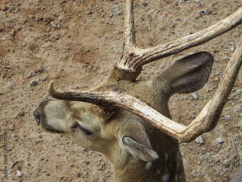 Tête de cerf vue de dessus (kerala, inde) photo