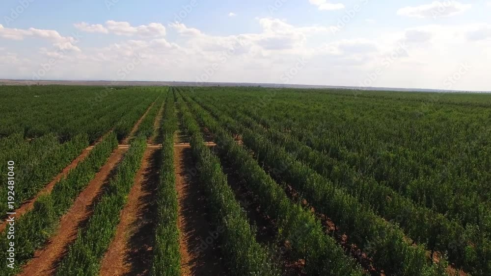 Flight over planted fruit trees. bird's-eye view. Flight over planted fruit trees. bird's-eye view.