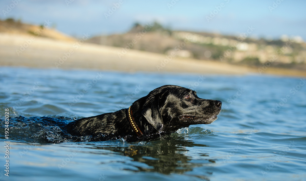 Black Labrador Retriever dog swimming in blue water Black Labrador Retriever dog swimming in blue water