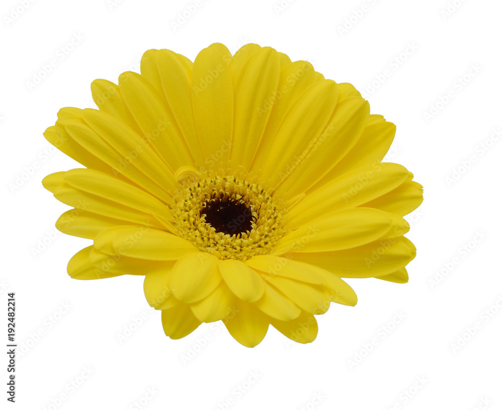 yellow daisy flower isolated on white background yellow daisy flower isolated on white background
