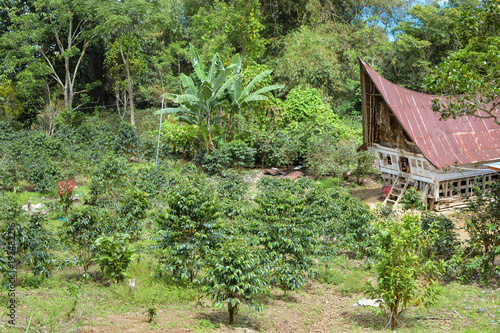 Beautiful landscape of a small coffee plantation and a traditional batak house in Lake Toba, Sumatra, Indonesia