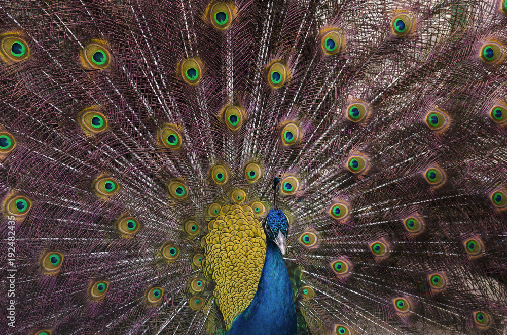 Obraz premium Indian blue peacock with spread feathers