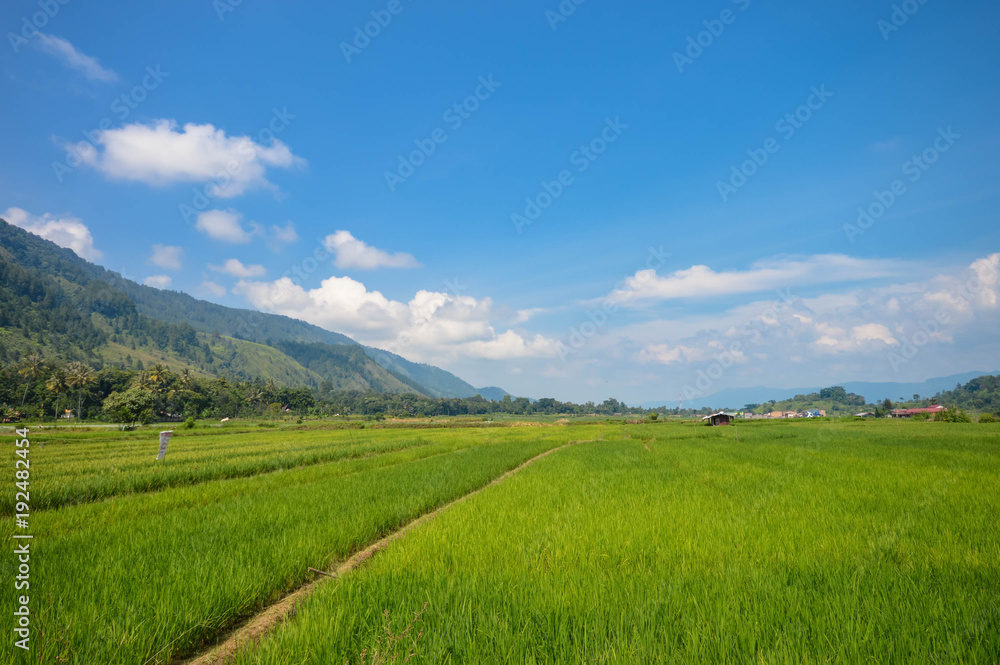 Beautiful panoramic landscapes with rice plantations in Samosir Island, Lake Toba, North Sumatra. Indonesia