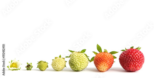 Strawberry growth isolated