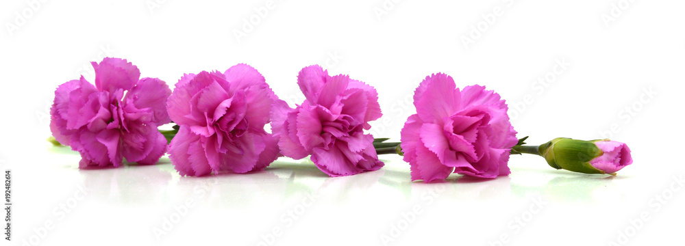 Naklejka premium pink carnations over white with space for text. greeting card.