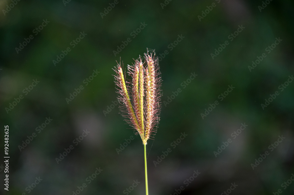 Field of grass with nature blur background
