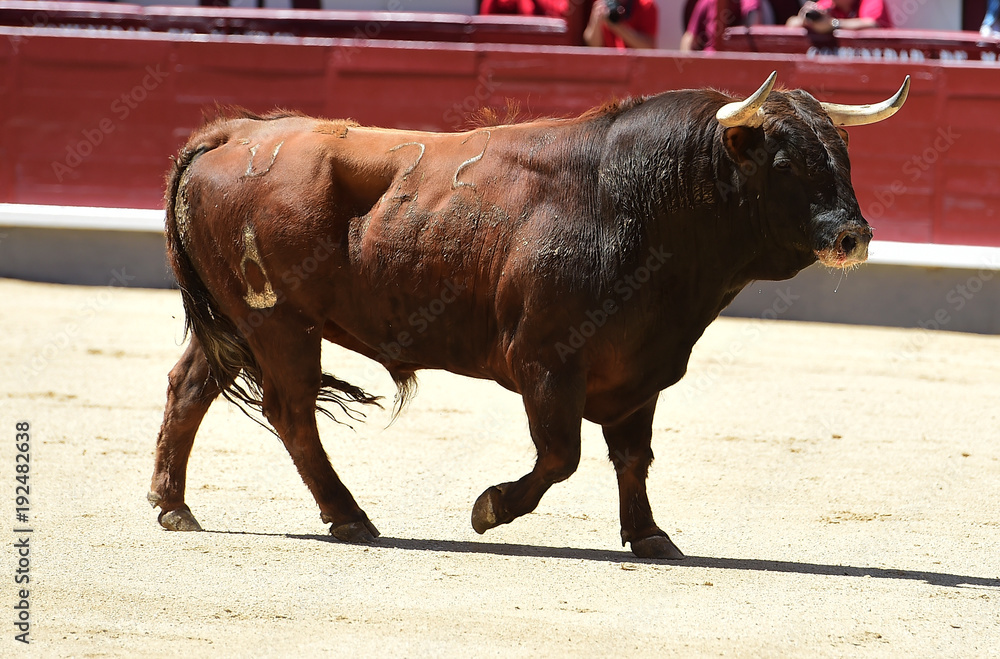 spanish bull