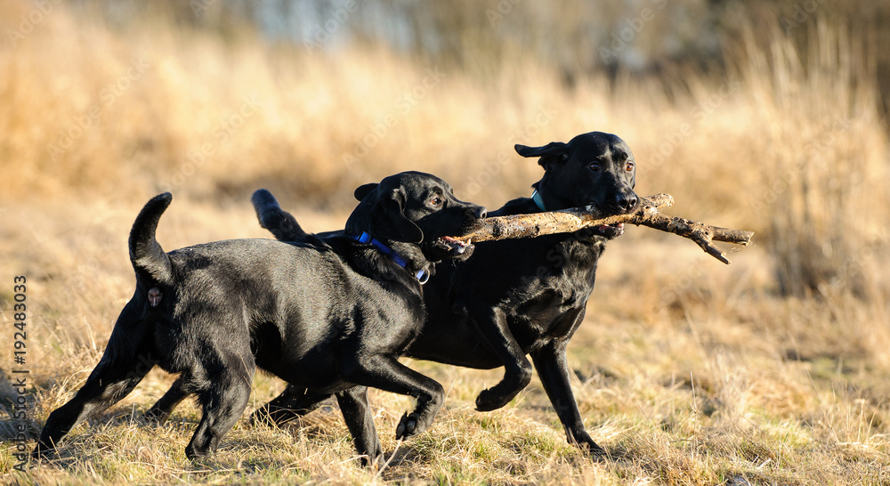 Two Black Labrador Retriever dogs playing together with large stick in field Two Black Labrador Retriever dogs playing together with large stick in field