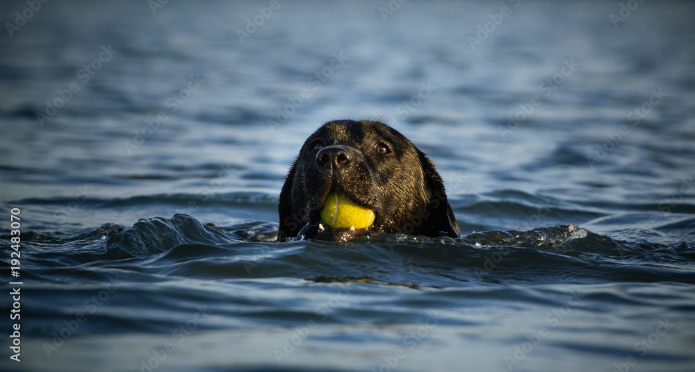 Fototapeta premium Black Labrador Retriever dog swimming with tennis ball