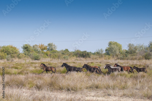 Wild Horses running