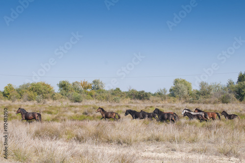 Wild Horses running © Iliuta