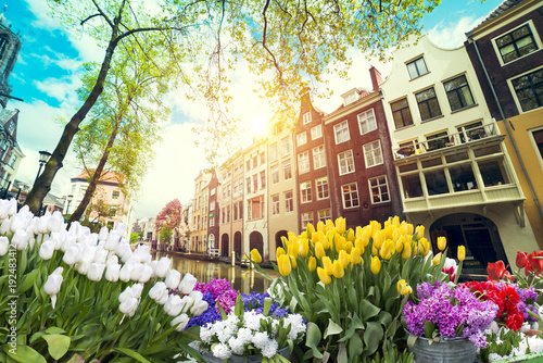 Photography traditional Netherlands Holland dutch scenery with one typical windmill and tuli