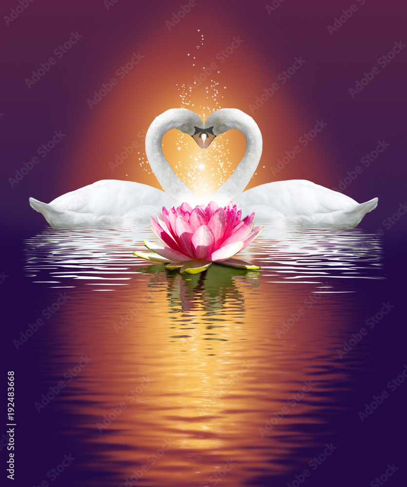 Fototapeta premium two swans and a lotus flower on the water