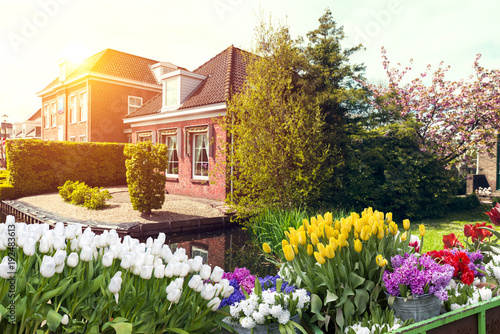 traditional Netherlands Holland dutch scenery with one typical windmill and tulips  Netherlands countryside