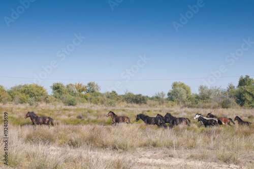 Wild Horses running © Iliuta