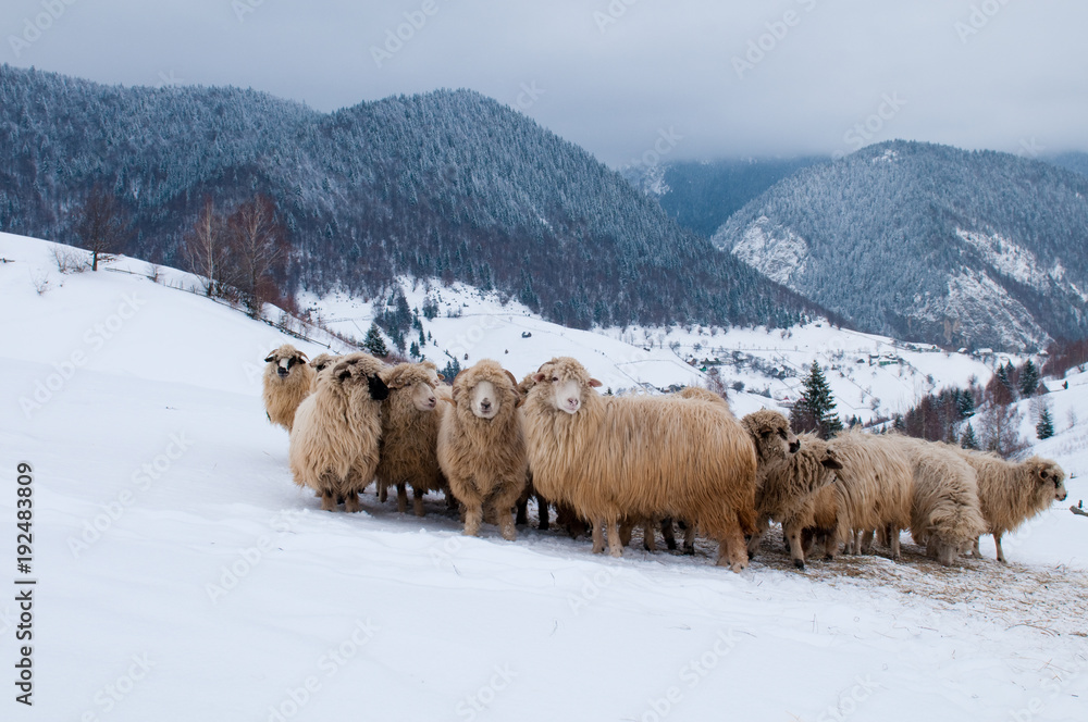 Naklejka premium Sheep Flock in Mountains, in Winter