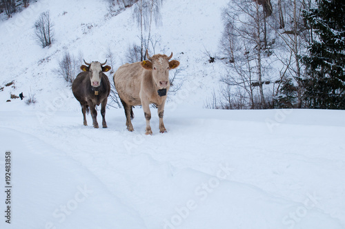 Cows of the Mountains in Winter