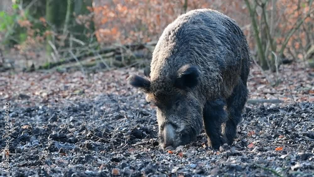 Wildschwein Keiler im Wald, Schwarzwild, Januar, (Sus scrofa)
Wildschwein Keiler im Wald, Schwarzwild, Januar, (Sus scrofa)