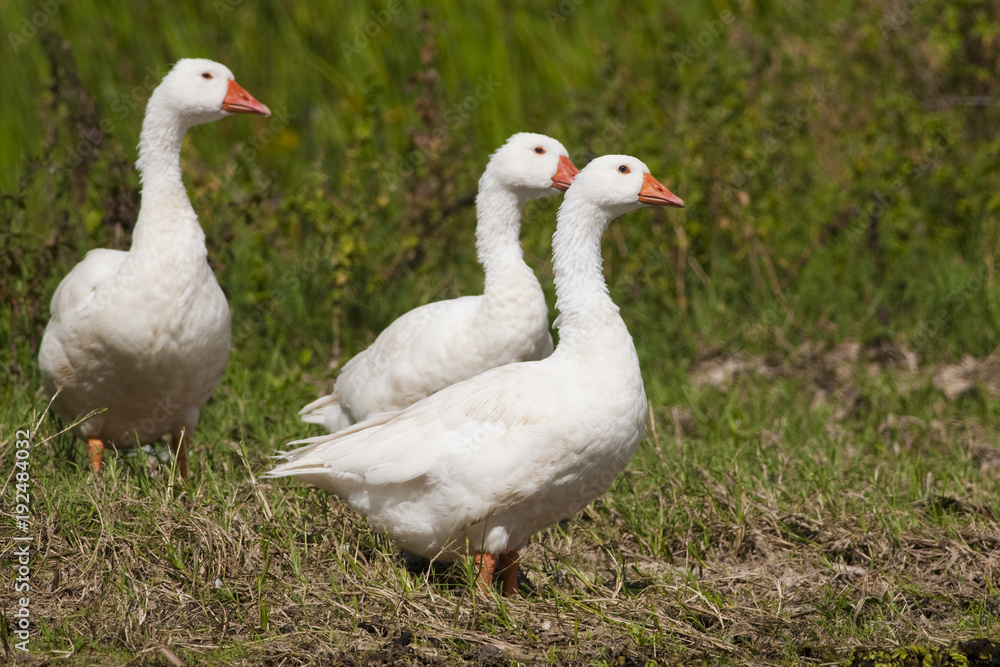 White Domestic Geese White Domestic Geese