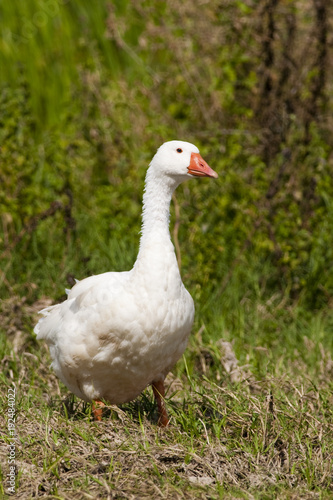 White Domestic Goose