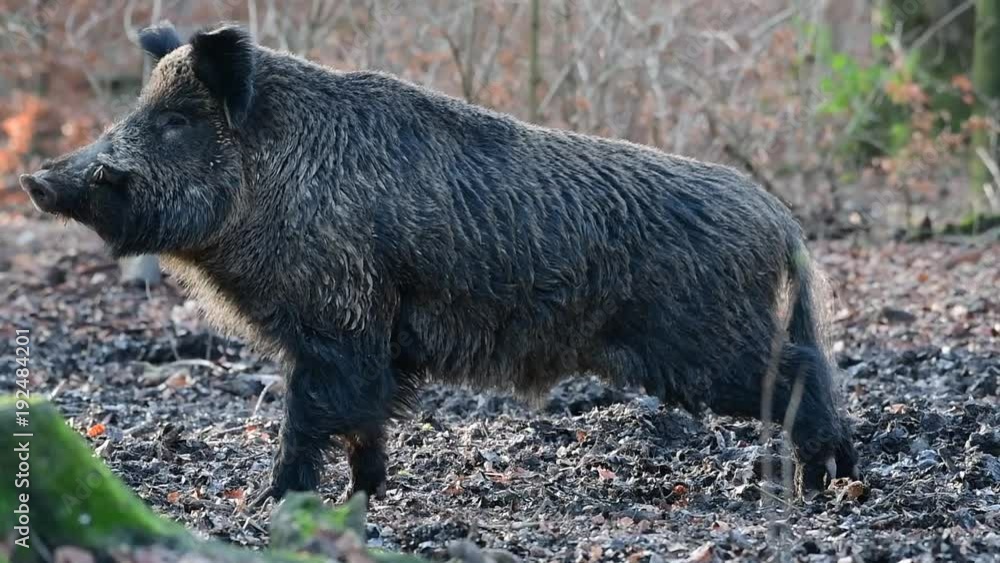 Wildschwein Keiler streckt sich, Schwarzwild, Januar, (Sus scrofa)